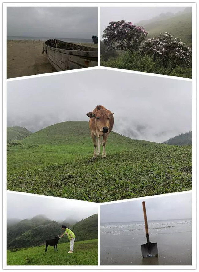 5月1日，陽(yáng)西藍(lán)袍藍(lán)看海，陽(yáng)春雞籠頂?shù)巧劫p高山杜鵑